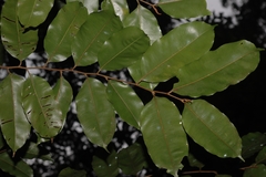 Chrysophyllum roxburghii